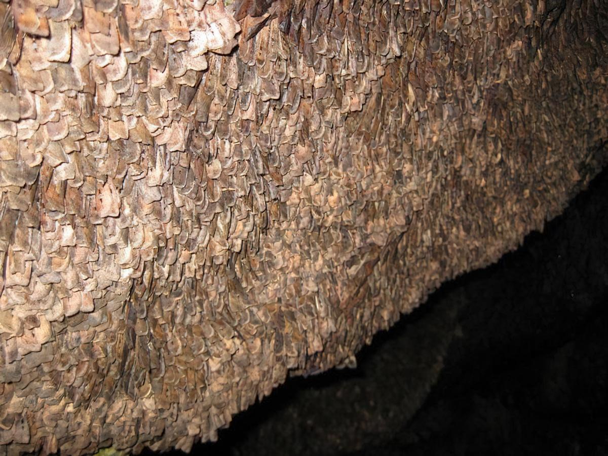 Thousands of Bogong moths resting on a cave wall to escape the heat of summer.