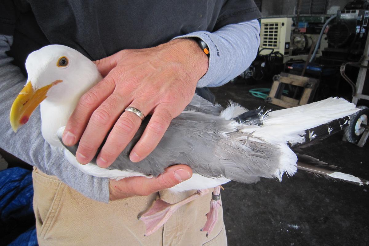 Seagull Hitches 80-Mile Ride on a Garbage Truck