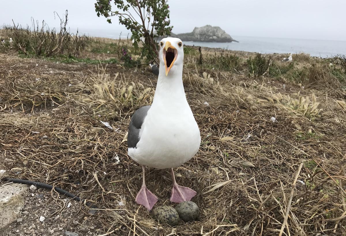 Seagull Hitches 80-Mile Ride on a Garbage Truck
