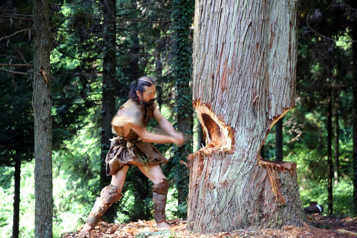 A man is cutting down a large cedar tree with a stone axe.
