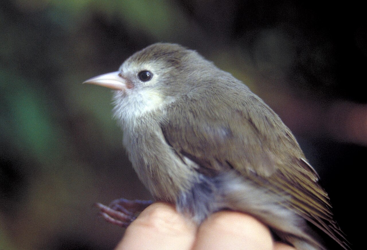 `Akikiki or Kaua`i Creeper, a Hawaiian honeycreeper