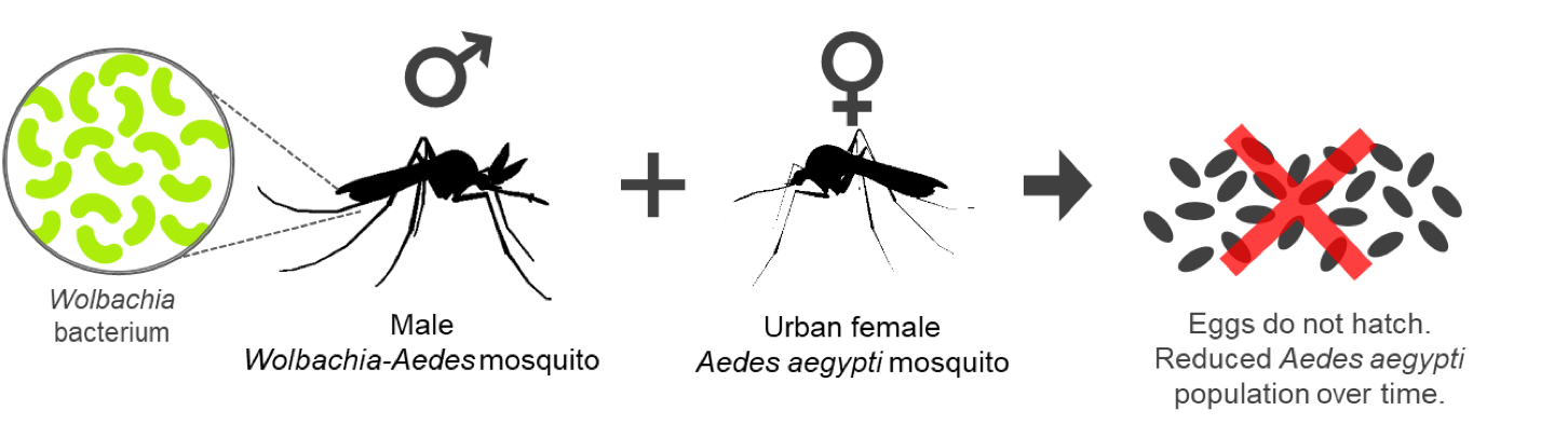 Diagram showing that when male mosquitoes with Wolbachia mate with female mosquitoes, the eggs from the pair do not hatch. The mosquitoes which are being released in Hawaii are "Southern House Mosquitoes".