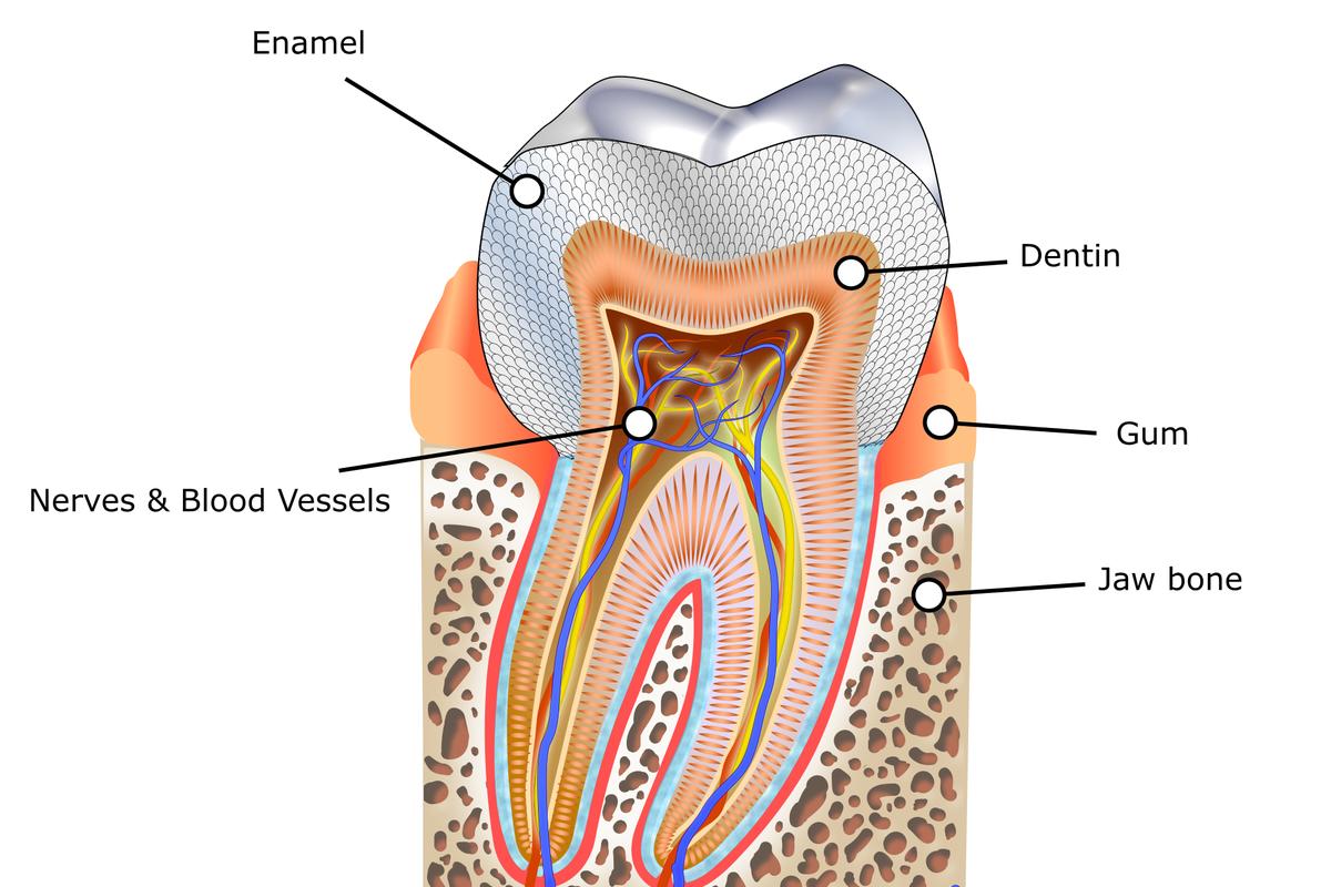 Simplified diagram of a human tooth.