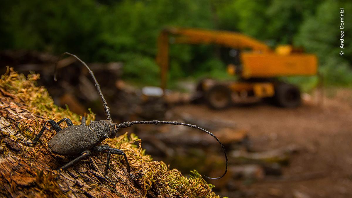 A close-up of a longhorn beetle, on a moss covered log with an out-of-focus construction vehicle in the background.