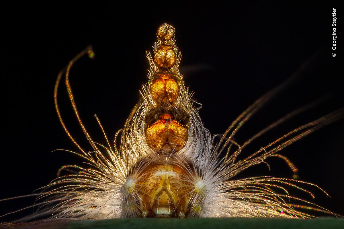 Georgina Steytler (Australia) showcases the strange headgear of a gum-leaf skeletoniser caterpillar.