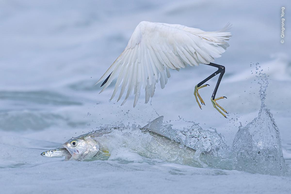 2025 Wildlife Photographer of the Year Awards