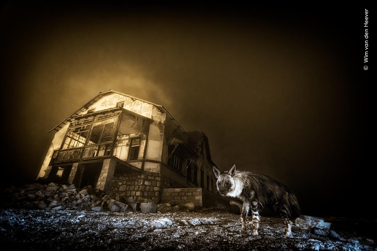 Wim van den Heever (South Africa) photographs this haunting scene of a brown hyena among the skeletal remains of a long-abandoned diamond mining town.