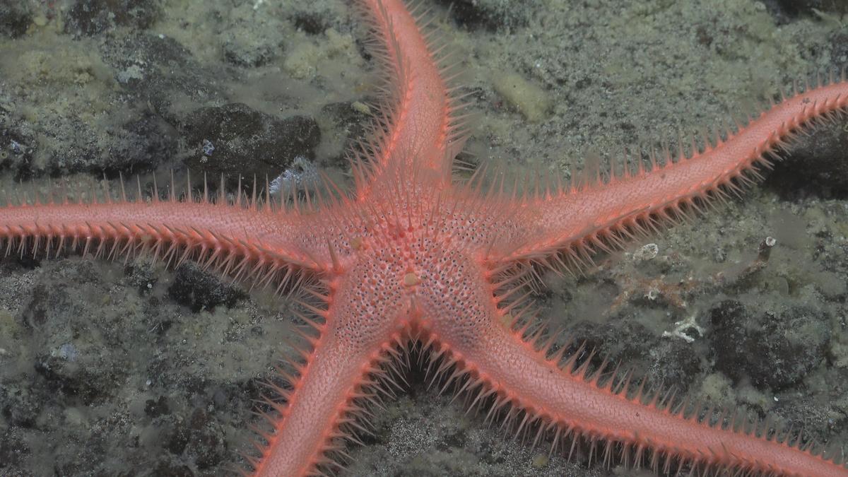 New Seastar found by the ROV SuBastian at 1107 metres at the Mystery Ridge dive site.
