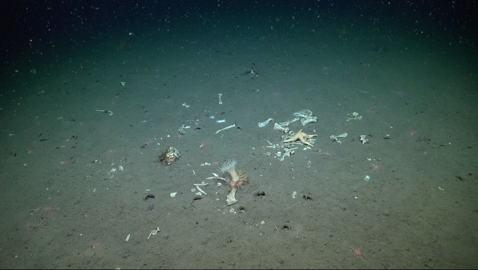 Zombie worms found around seal bones by the ROV SuBastian at the Montagu Island dive site.
