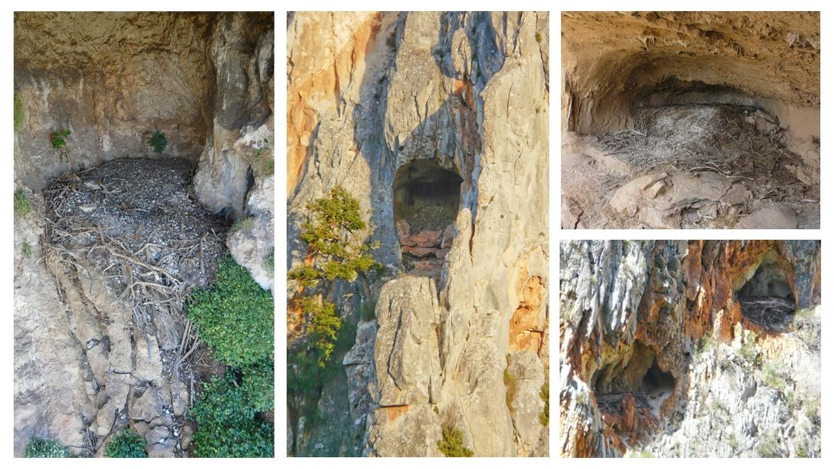 Historic nests of bearded vultures, after decades without being used. They are easily recognizable by their dimensions and their particular contents. A composite image showing several caves which held bearded vulture nests.