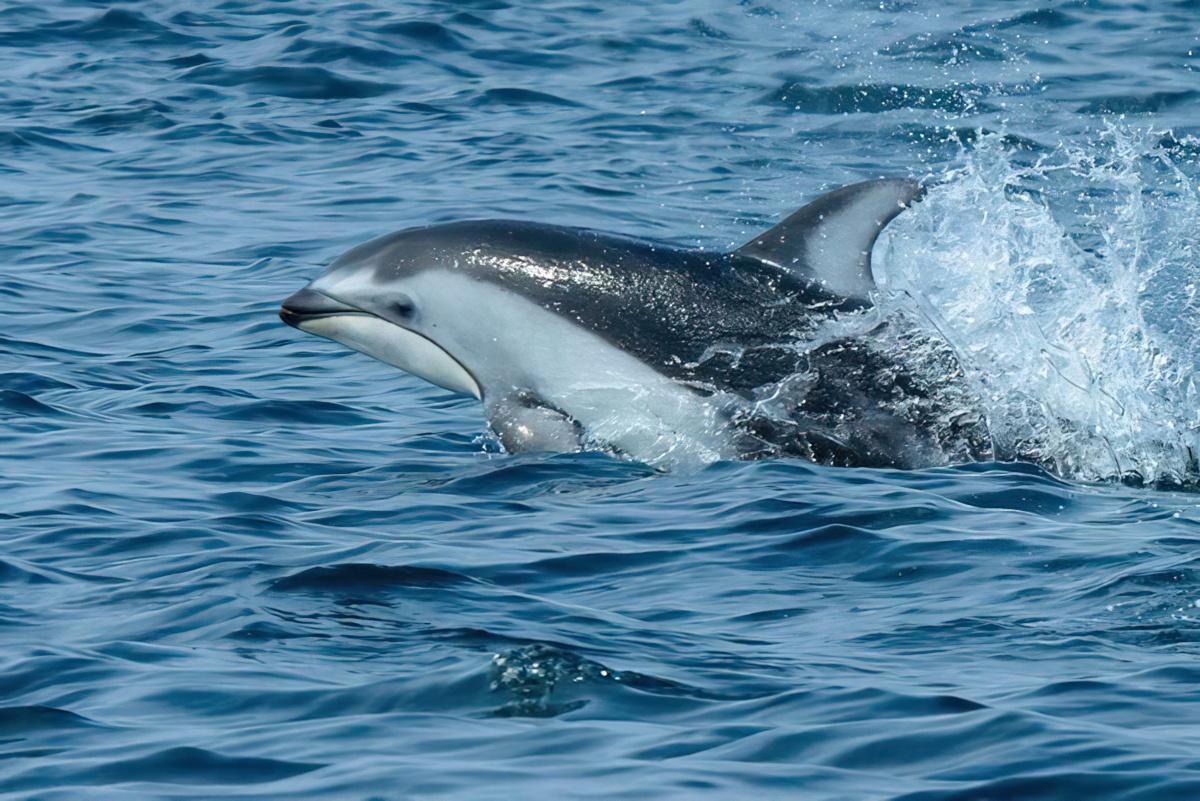 A Pacific white-sided dolphin bursting out of the water.