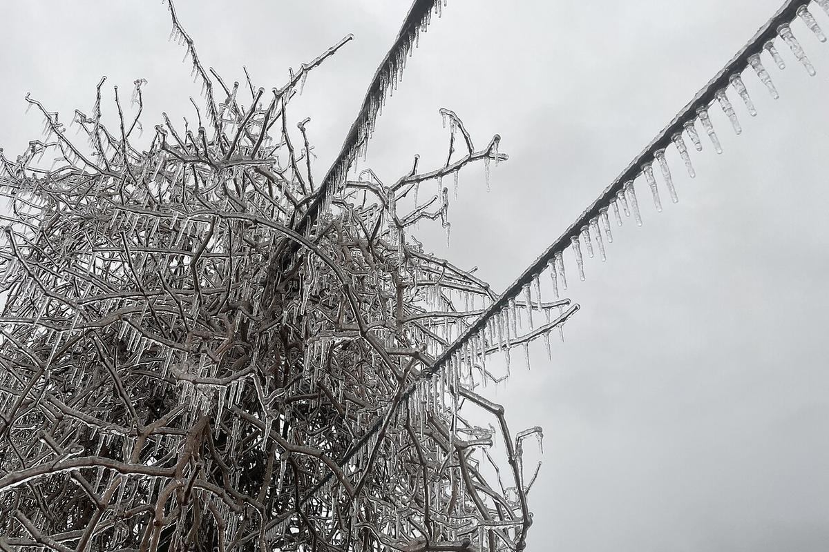 Late January 2026 North American winter storm in Richmond, Madison Parish, Louisiana. A shot showing electrical lines and part of a tree covered with ice, which dripping down in hundreds of small icicles.