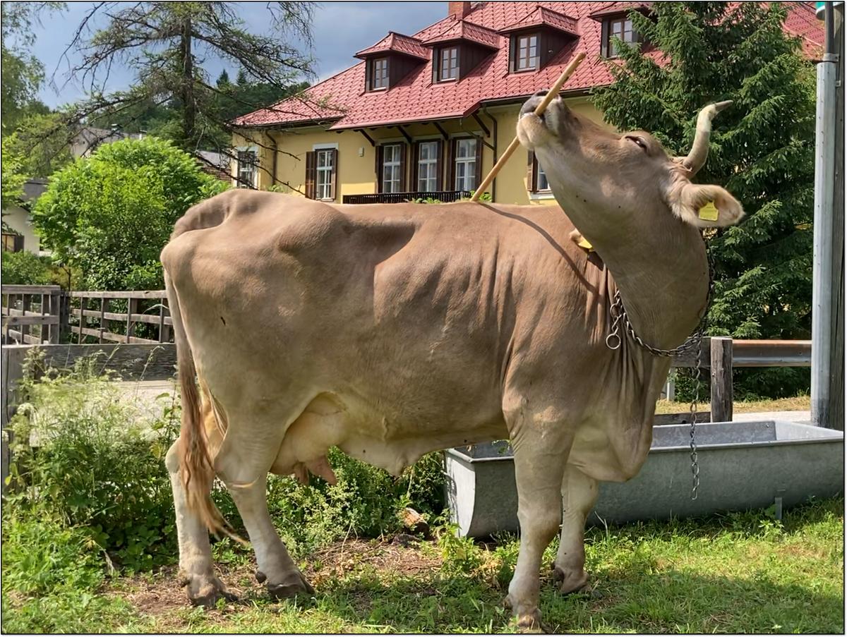 Veronika the cow scratches herself with a stick. A watering trough and the yellow house can be seen in the background.