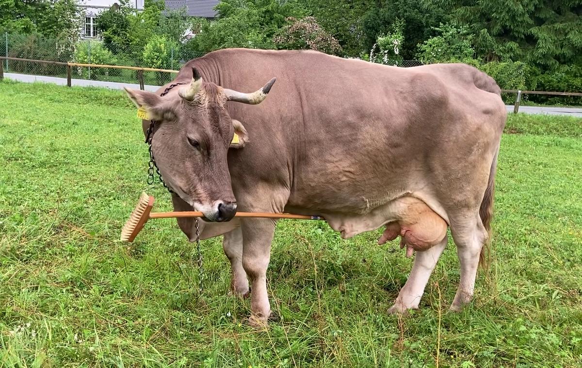 Veronika the cow scratches herself with the stick end of a broom.