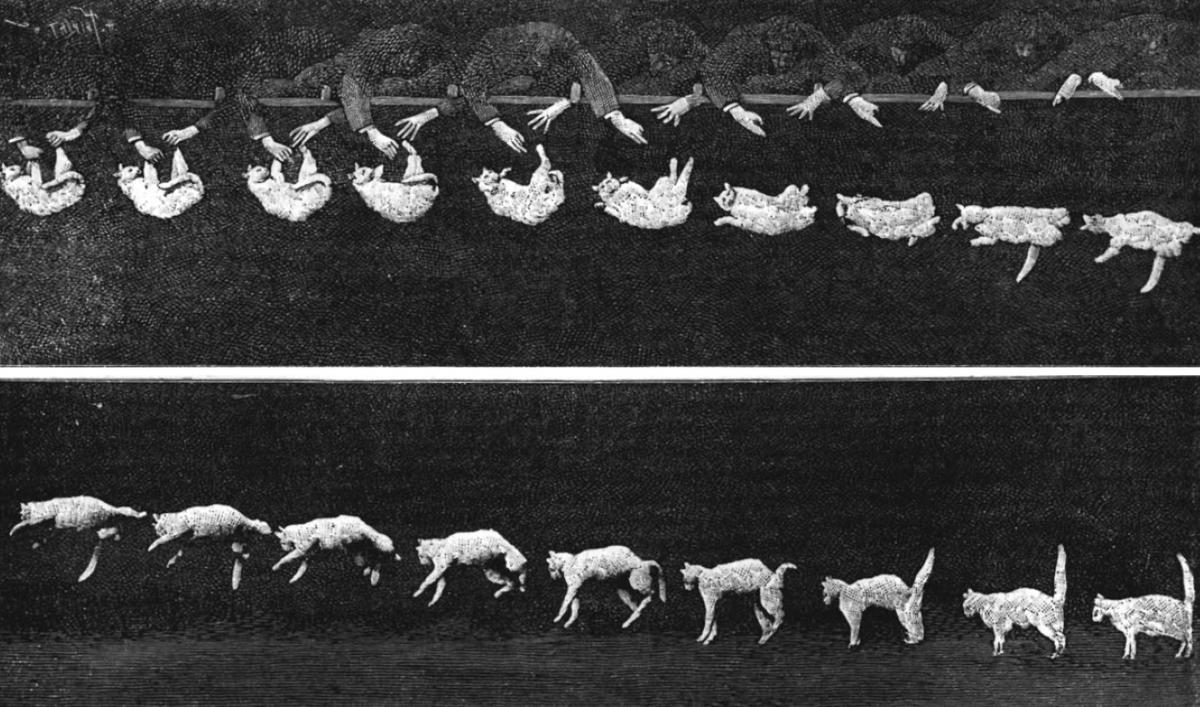 Images from Falling Cat - a short film by Etienne-Jules Marey, which first showed how cats land on their feet. The image contains two rows of smaller images. In the upper left, a cat is dropped, upside down. In the bottom right, the cat has landed on its feet.