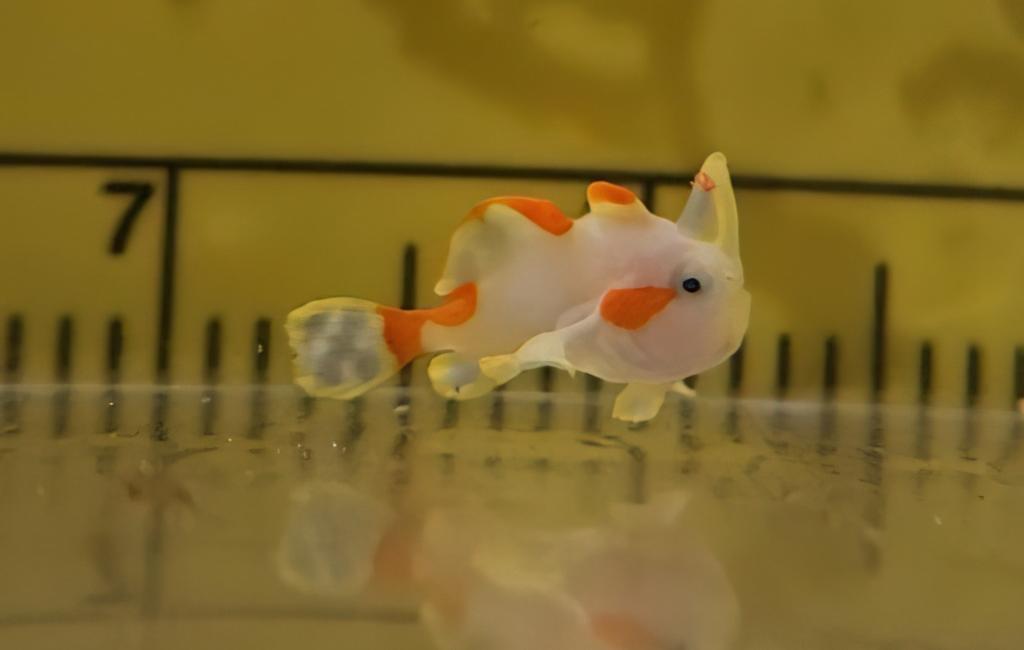 Baby Warty Frogfish Domino seen against a ruler. The young fish is about a centimeter long.