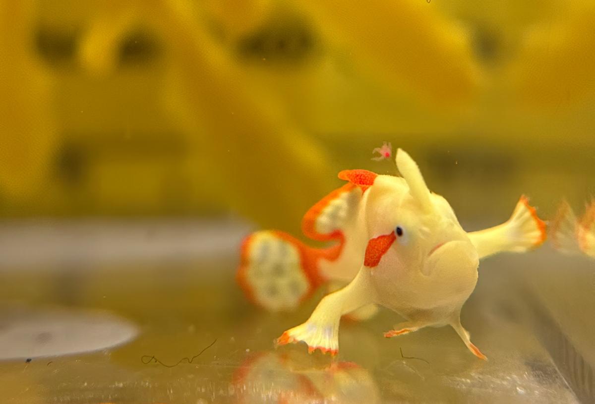 Baby Warty Frogfish Domino seen on the bottom of a tank. The lure is visible above and to the left of the front fin on its head.