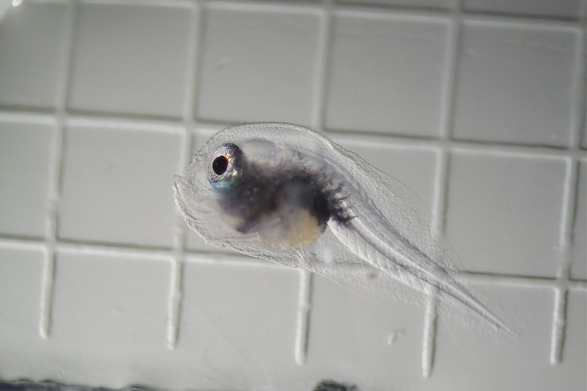 Warty Frogfish Larva. A transparent fish shape with a prominent eye and visible guts is seen swimming above a white grid pattern.