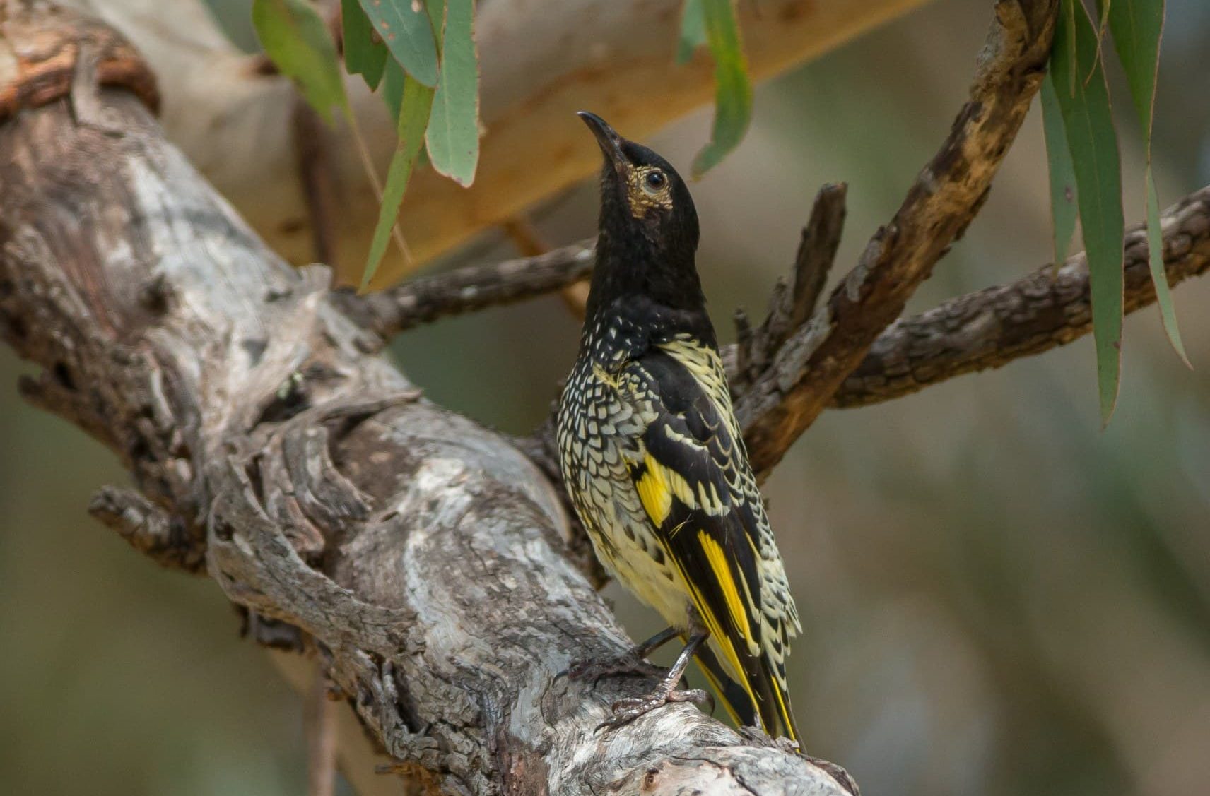 Regent Honeyeater