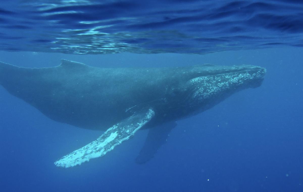 Whale of a Disc: 1949 Recording Preserves Ocean History
