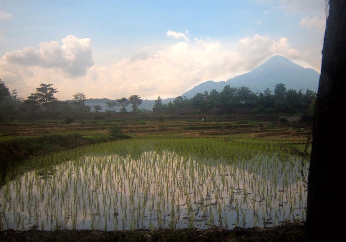 Beautiful landscape with rice paddy in the foreground and a mountain in the background. Java, Indonesia.
