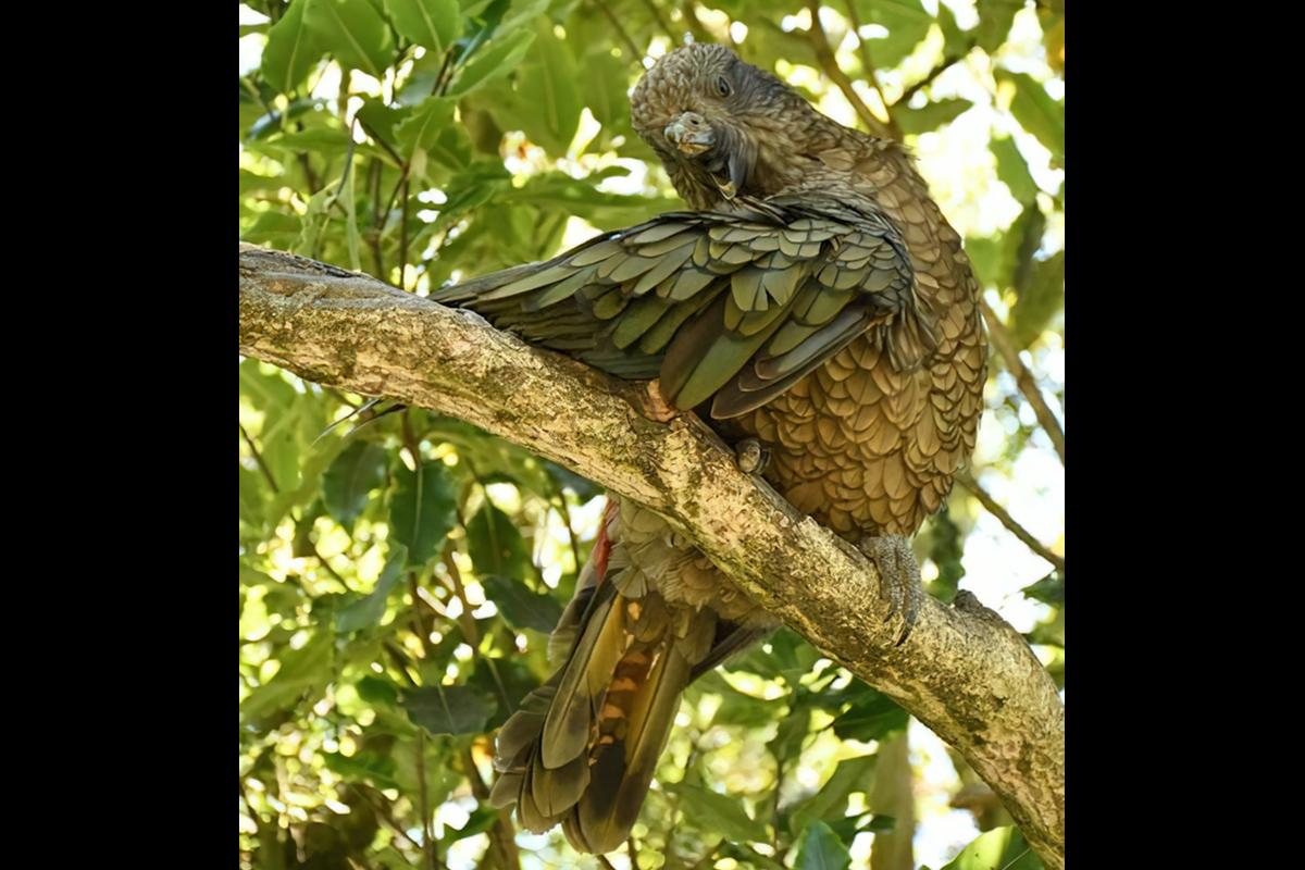 Bruce perched in a tree on one leg preening himself