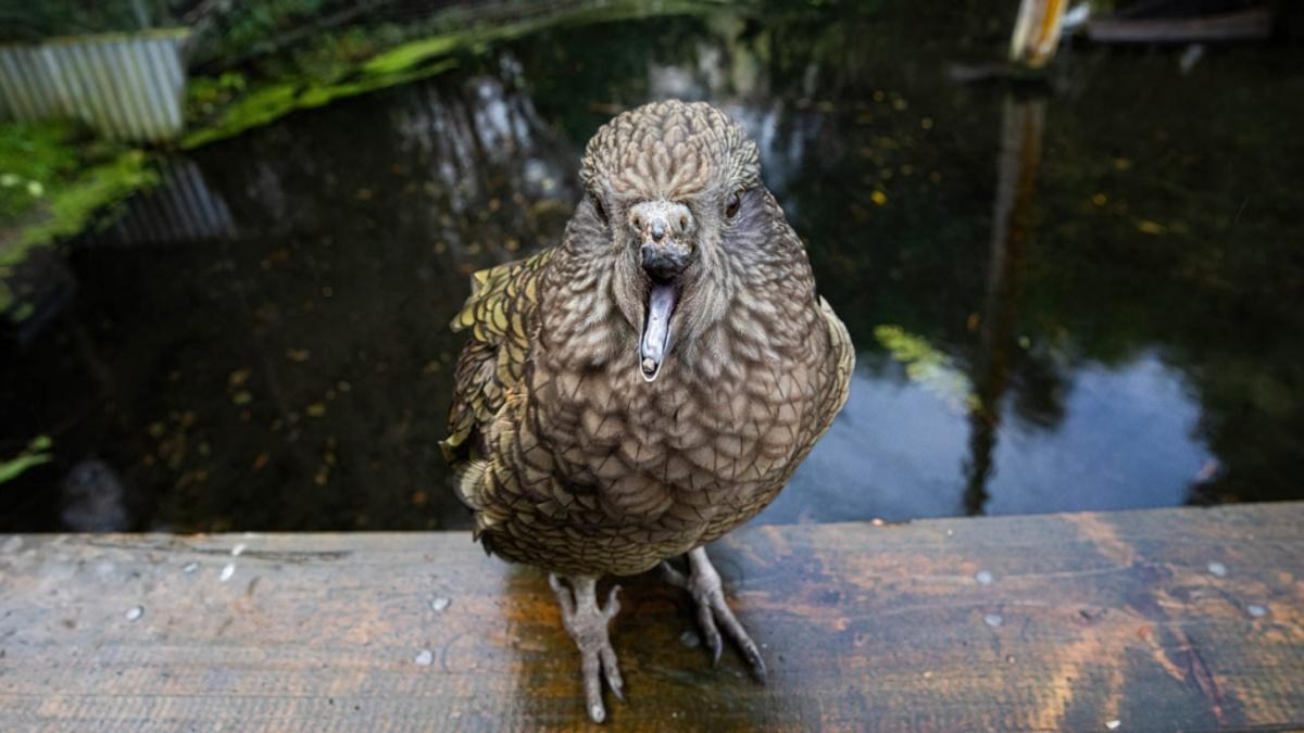 Bruce the kea with a small pebble in his beak.
