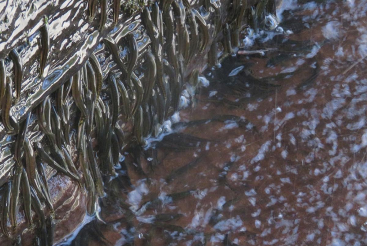 Specimens of Parakneria thysi engaged in climbing the Luvilombo Falls. (a) Vertical climbing after resting on a horizontal ledge.