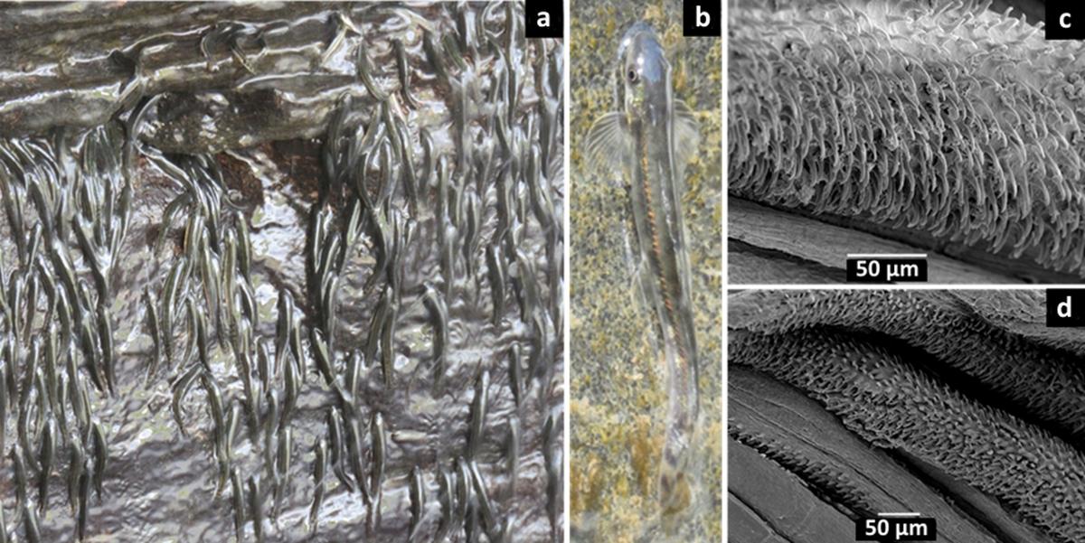 Split image of the following. Left: Fish climbing a vertical wall with water coming down. To the right of that is a vertical image of a single slender spotted fish doing the same thing. Right top and bottom, greatly magnified views of the fins of these fish, showing velcro-like hook structures.