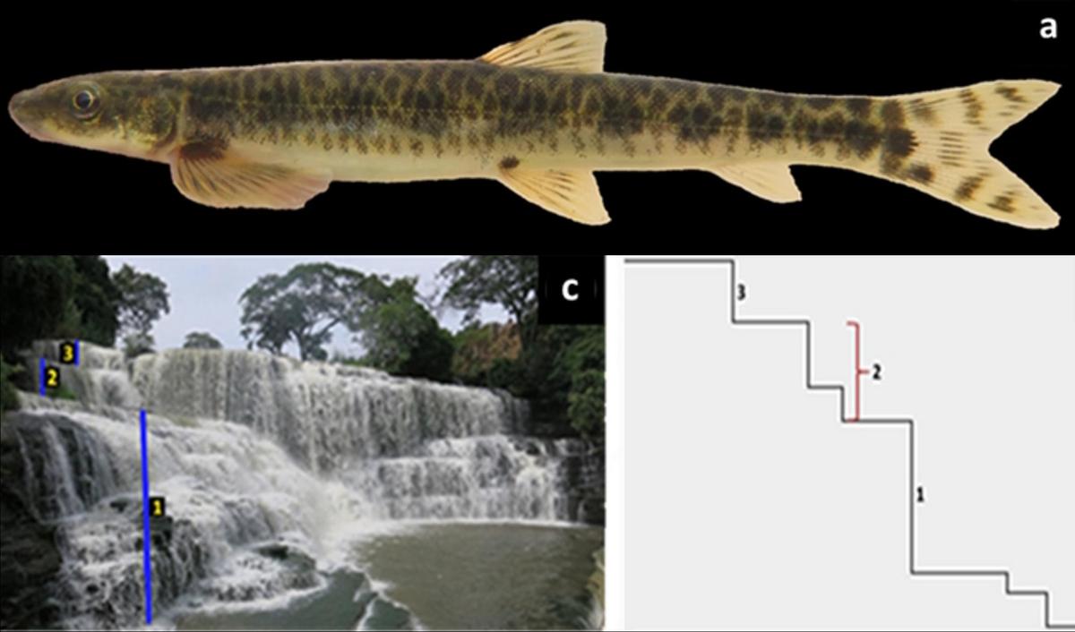 Split image of the following. Top: Small, slender spotted fish against a black background. Bottom left: Cascading waterfall with white water rushing over several levels, with labels superimposed. Bottom right: a line drawing representing those levels and their height.