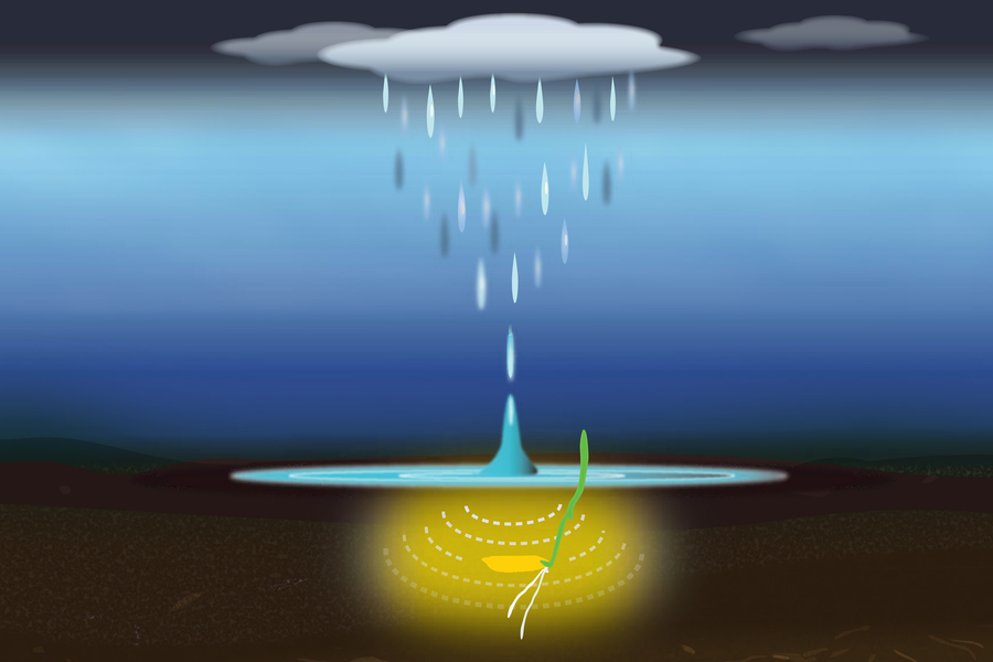 An illustration showing rain falling onto water's surface above submerged rice seeds, with visible concentric ripples emanating from the impact point and a small sprout emerging from one seed.