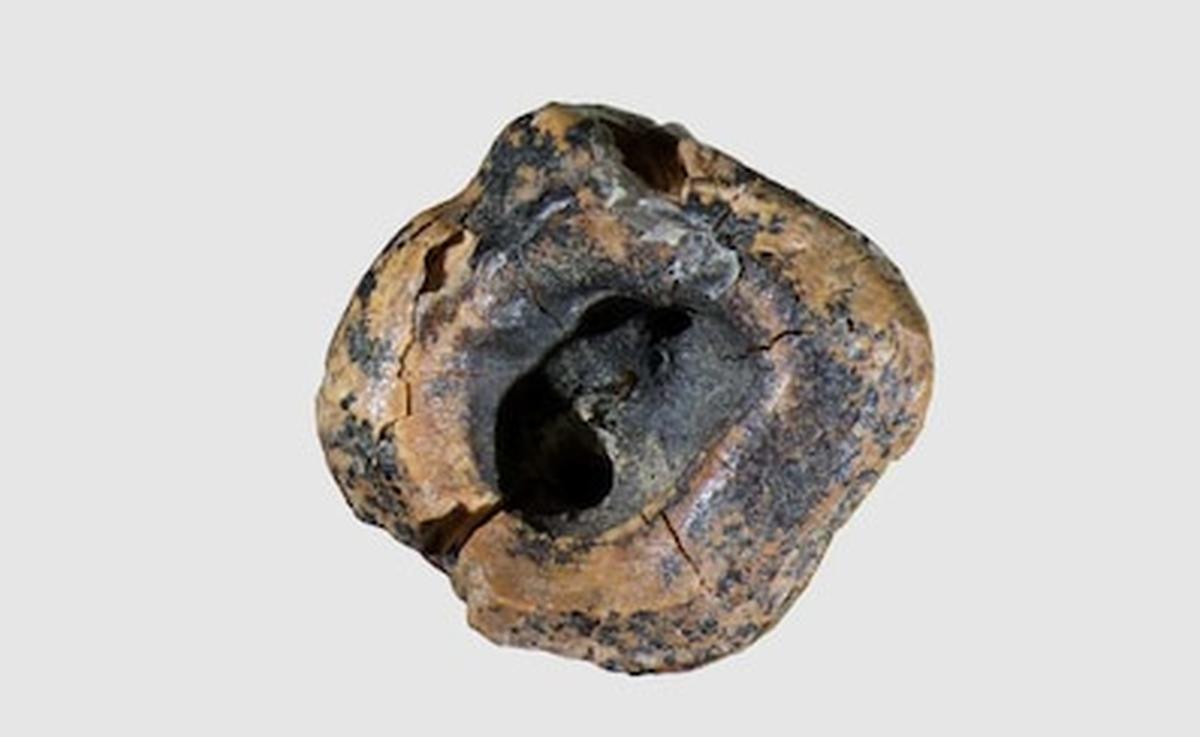 Close-up on the crown of the Neanderthal tooth