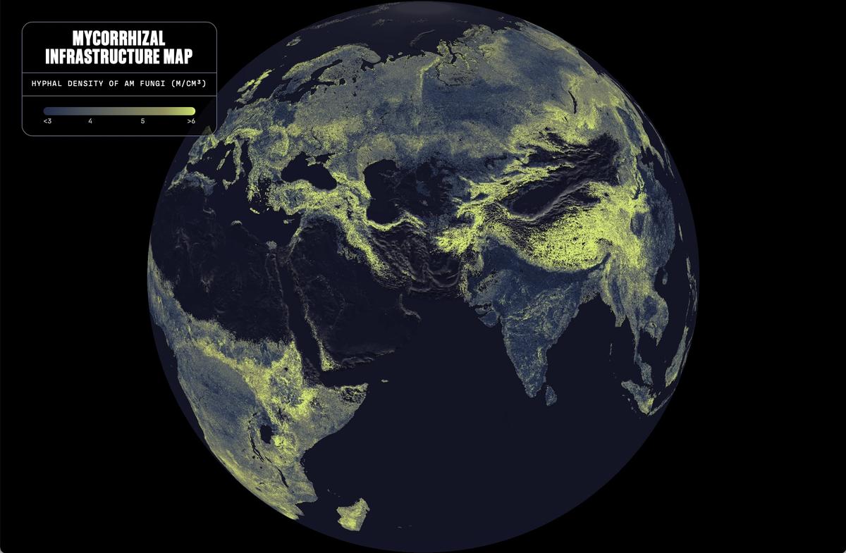 Global map of hyphal density of AM fungi.