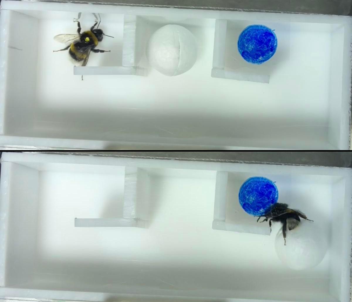 Top: A bumblebee in an arena with a ball and a hidden "flower". Bottom: The bumblebee has rolled the ball to reach the flower.