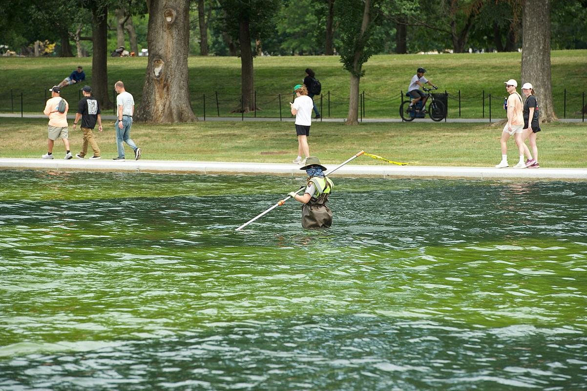 On Juneteenth (June 19, 2026), the National Mall was partly under construction for the semiquincentennial celebrations, and the Lincoln Memorial Reflecting Pool was having an algae bloom. At the pool, National Parks Service workers vacuumed algae out, among other measures, while National Guardsmen patrolled the area. A National Parks Service worker, wearing waders, vacuums algae out of the Reflecting Pool.
