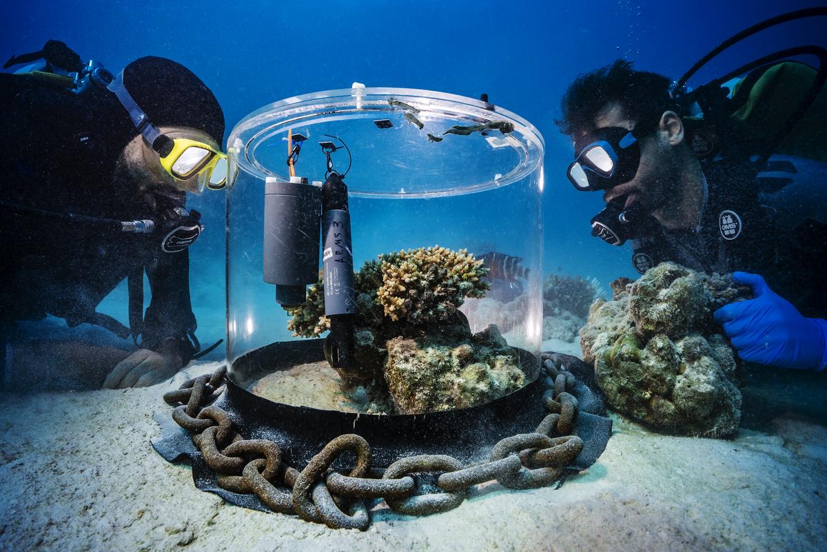 Two divers inspect a cylinder containing coral, anchored to the floor of the sea by a chain.