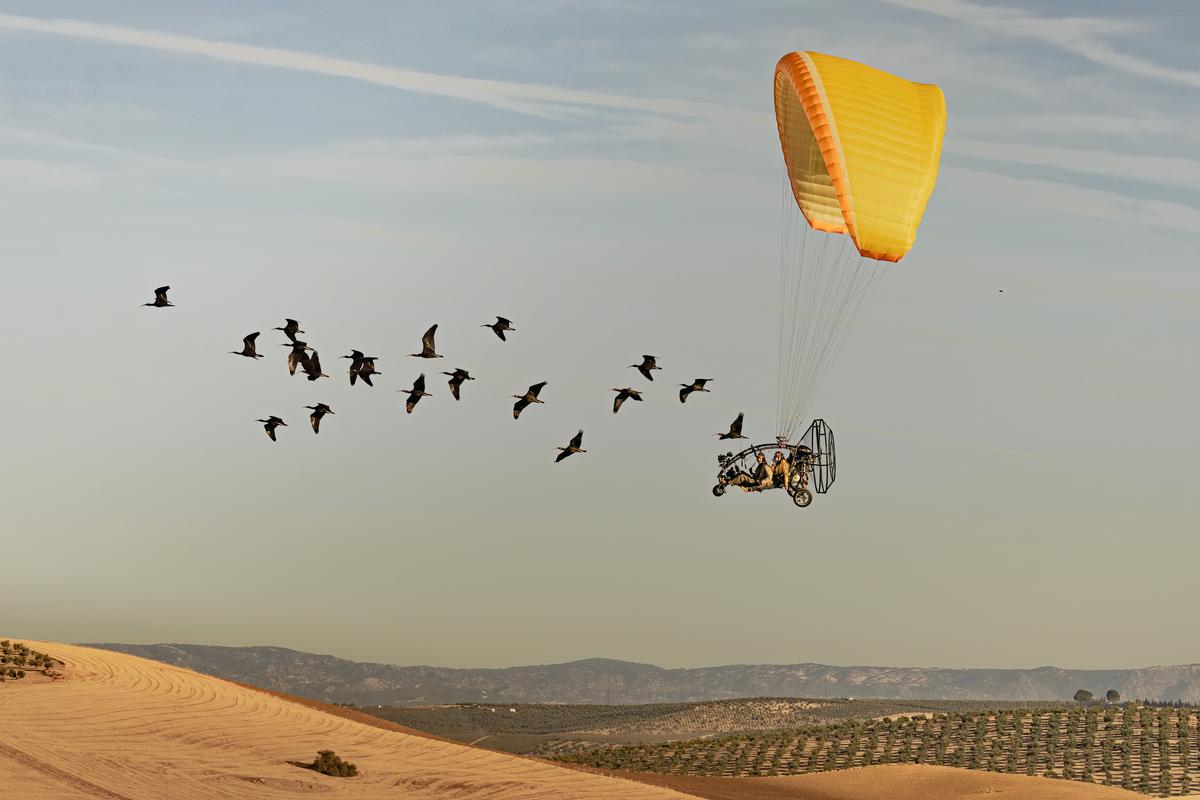 A flock of migrating ibis flying close to powered paraglider with two passengers, flying over a rolling landscape in Spain.