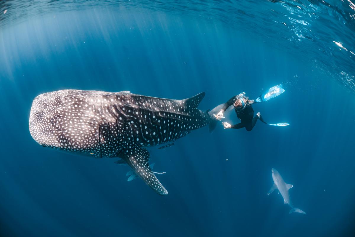 A diver is seen from above collecting microbes from a whale shark while a shark circles below.