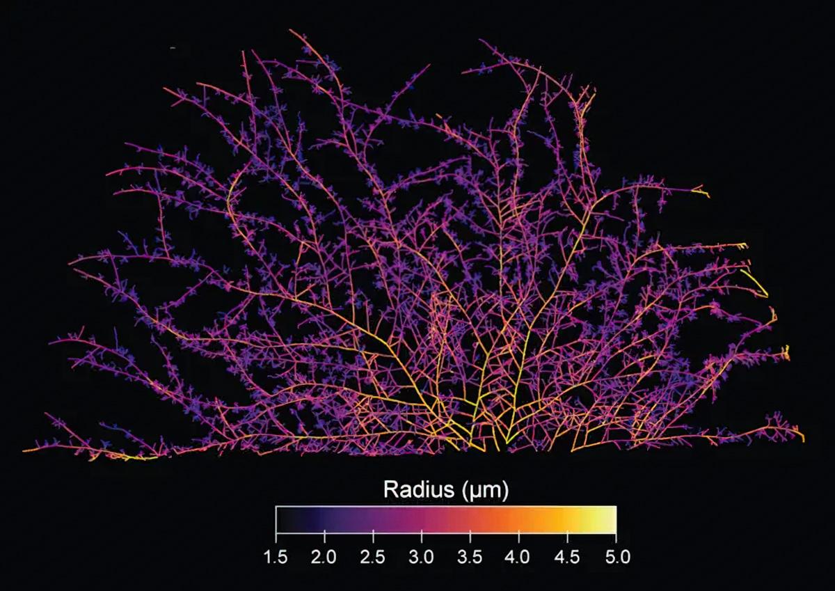 Network architecture of fungal mycelium. Mycelial architecture varies across strains and species. Networks imaged at the AMOLF biophysics institute in Amsterdam.