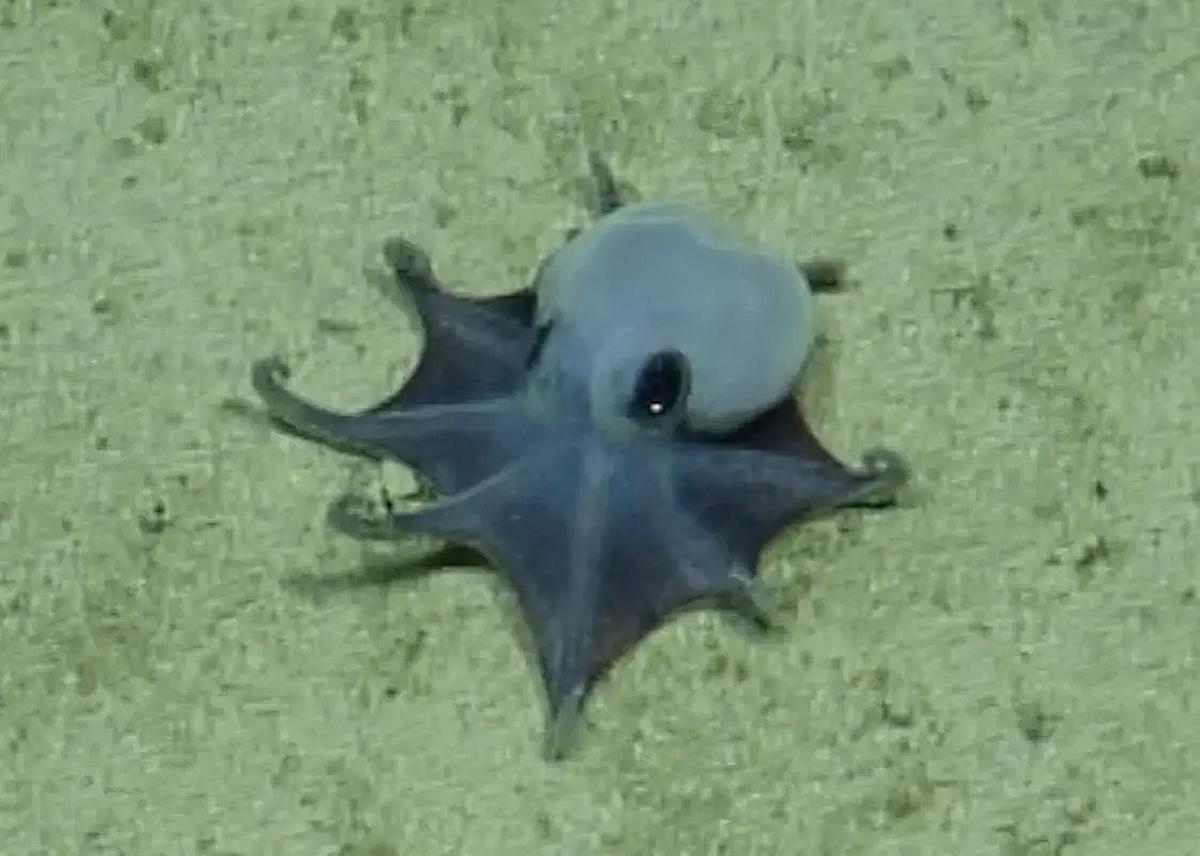 The new species of octopus, 5,800 feet deep in the ocean near Isla Darwin. Close-up of a small, bluish-gray octopus with large eyes resting on sandy seabed.