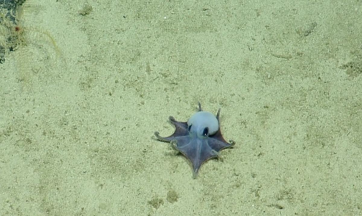 The new species of octopus, 5,800 feet deep in the ocean near Isla Darwin. Close-up of a small, bluish-gray octopus with large eyes resting on sandy seabed.