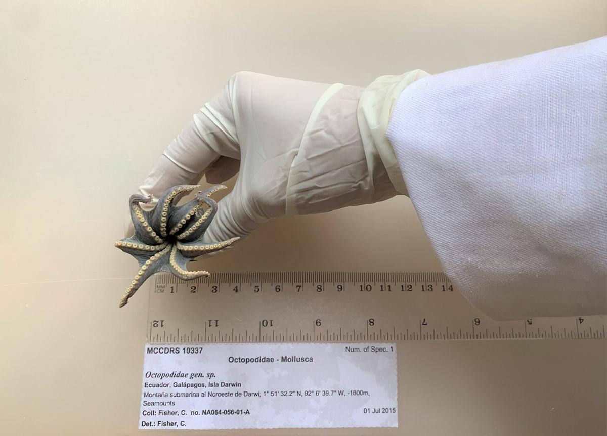 The new species of octopus, 5,800 feet deep in the ocean near Isla Darwin. A gloved hand holds a small, octopus upside down over a scientific identification card and ruler.
