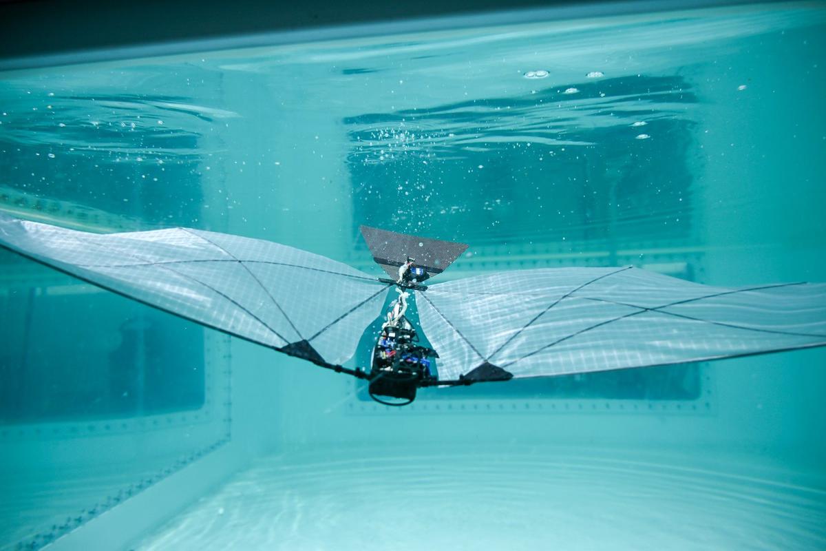 A view of the robot as it swims underwater in a pool.