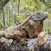 Over 20% of Reptile Species at Risk of Going Extinct