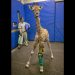 Leg Braces Help Young Giraffe Stand Tall
