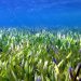 World's Largest Plant is a 4,500-Year-Old Sea Grass