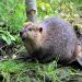 News Roundup: India Protests, BTS Pause, & a Beaver Problem