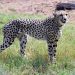 India Works to Bring Cheetahs Back