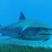 Sharks Help Discover World's Largest Sea Grass Meadow