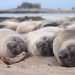 Elephant Seals: A Short Sleep in the Deep